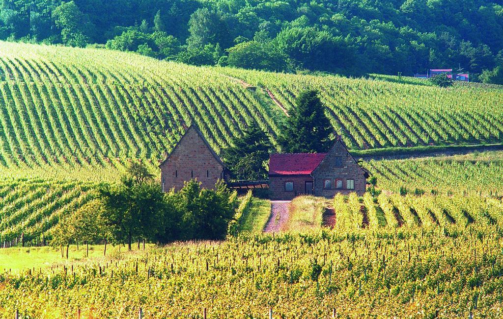 Weinstube Schwarzamsel Apartamento Speyer Exterior foto